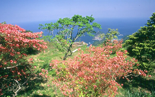 高通山つつじまつり（5月第2日曜日）