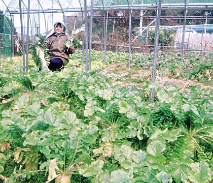 野菜畑（大根収穫）